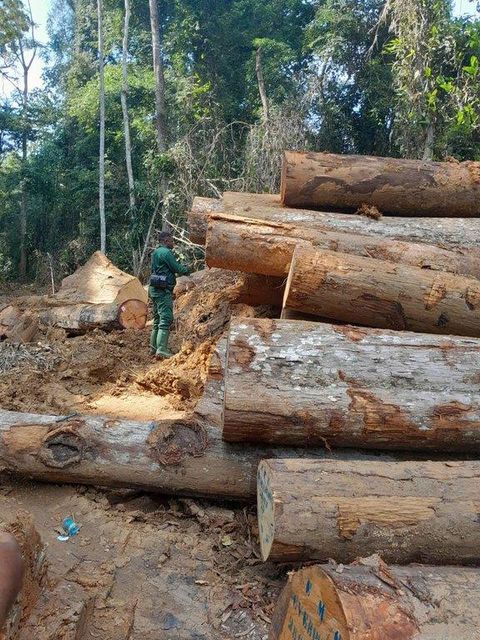 Hardwood Timber - Image 6